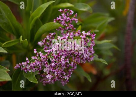 Fleurs roses du grand Bush de Limonium, ou statice Banque D'Images