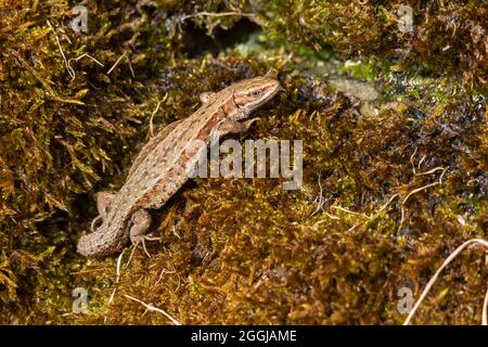 Lézard vivipare/Commun (Lacerta vivipara), se prélassant sur mur en pierre sèche moussus, Northumberland, Angleterre Banque D'Images