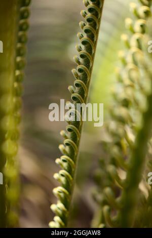 feuille de plante de cycad en toile de fond macro floral naturel Banque D'Images