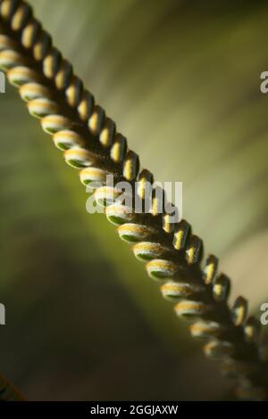 feuille de plante de cycad en toile de fond macro floral naturel Banque D'Images