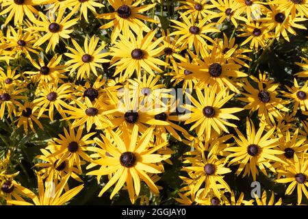 Jaune Rudbeckia fulgida var.Sullivantii Goldsturm fleurs, une floraison vivace abondamment en été, Écosse Royaume-Uni Banque D'Images