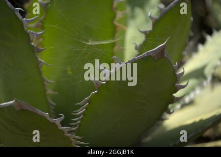 Flore de Gran Canaria - feuilles dentelées de l'Agave salmiana var ferox, espèces introduites, fond macro floral naturel Banque D'Images