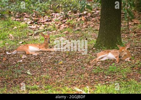 Deux faons de cerf attendant que la mère cerf revienne pour eux. Banque D'Images