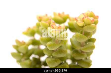 Petit crasula marnierana succulent, nom commun Jade collier, isolé sur blanc Banque D'Images