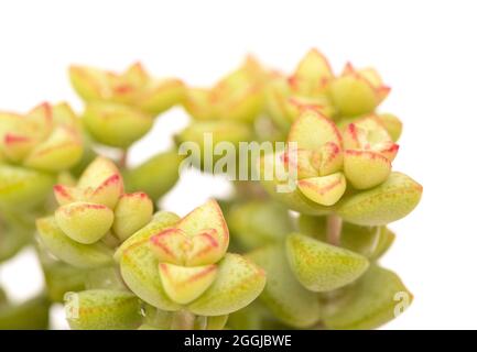 Petit crasula marnierana succulent, nom commun Jade collier, isolé sur blanc Banque D'Images