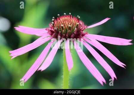 Gros plan d'une délicate fleur pourpre d'Echinacea angustifolia Banque D'Images