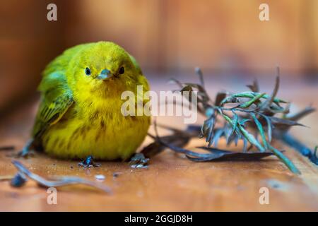 Oiseau jaune verrue, nom latin 'Setophaga petechia', reposant sur un porche en bois après un accident, lac Atitlan, Guatemala Banque D'Images