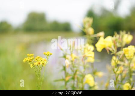 Gros plan de fleurs sauvages sur le côté d'un canal britannique lors d'une promenade estivale sur un chemin de halage. Banque D'Images