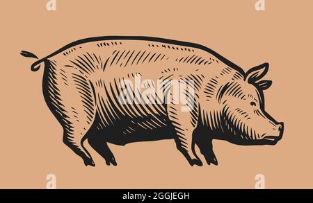 Cochon dessiné à la main, style gravure vintage. Porc, animaux de ferme concept. Illustration vectorielle Illustration de Vecteur