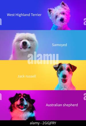 Collage vertical composé de 4 chiens de race isolée sur fond de néon multicolore. Ensemble de petits et grands animaux avec des signes de noms de race. Fermer Banque D'Images