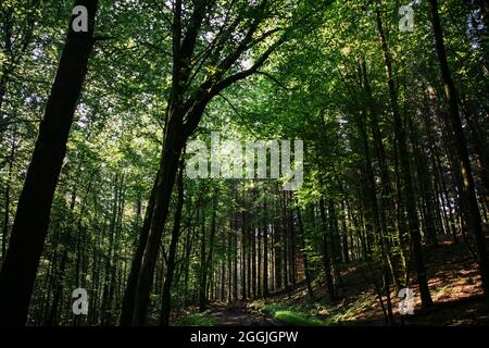 Allemagne, Forêt de Teutoburg, Großer et Kleiner Freeden, Osnabrücker Land Banque D'Images