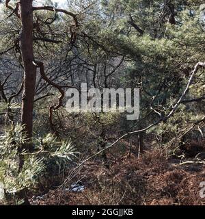 Allemagne, Forêt de Teutoburg dans la région de Munster, Ibbenbueren Banque D'Images