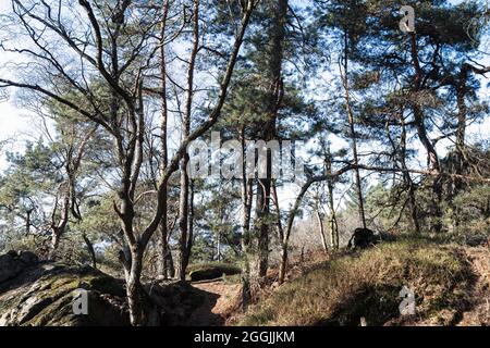 Allemagne, Forêt de Teutoburg dans la région de Munster, Ibbenbueren Banque D'Images