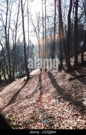 Allemagne, Forêt de Teutoburg dans la région de Munster, Ibbenbueren Banque D'Images