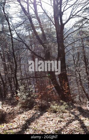 Allemagne, Forêt de Teutoburg dans la région de Munster, Ibbenbueren Banque D'Images