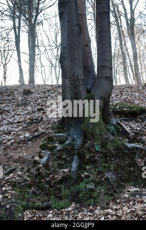 Allemagne, Forêt de Teutoburg dans la région de Munster, Ibbenbueren Banque D'Images