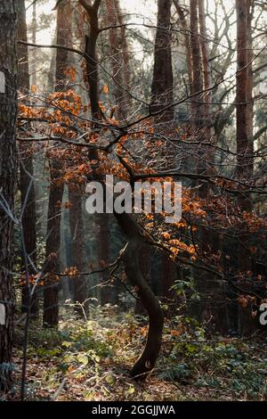 Allemagne, Forêt de Teutoburg dans la région de Munster, Ibbenbueren Banque D'Images