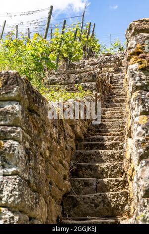 Europe, Allemagne, Bade-Wurtemberg, Erligheim, vieux escaliers en pierre dans le vignoble escarpé Banque D'Images