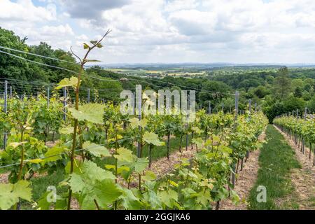 Europe, Allemagne, Bade-Wurtemberg, vallée du Neckar, Besigheim, Vignoble entre Freudental et Löchgau près de Besigheim Banque D'Images