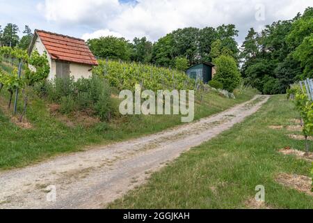 Europe, Allemagne, Bade-Wurtemberg, vallée du Neckar, Besigheim, Vignoble entre Freudental et Löchgau près de Besigheim Banque D'Images