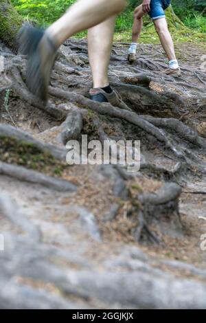 Europe, Allemagne, Bade-Wurtemberg, Forêt swabienne, Murrhardt, randonneurs sur un chemin de forêt enraciné Banque D'Images