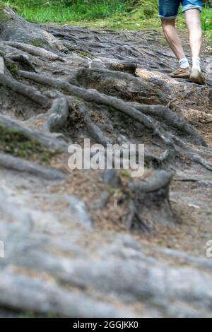 Europe, Allemagne, Bade-Wurtemberg, Forêt swabienne, Murrhardt, randonneurs sur un chemin de forêt enraciné Banque D'Images