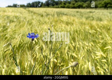 Europe, Allemagne, Bade-Wurtemberg, Parc naturel de la forêt souabe-franconienne, Welzheim, fleur de maïs dans le champ de maïs Banque D'Images