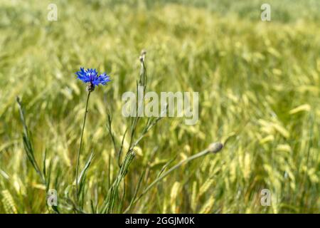 Europe, Allemagne, Bade-Wurtemberg, Parc naturel de la forêt souabe-franconienne, Welzheim, fleur de maïs dans le champ de maïs Banque D'Images