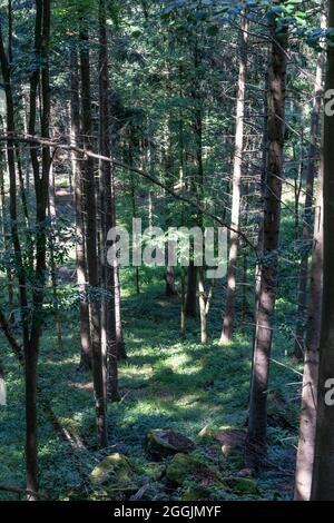 Europe, Allemagne, Bade-Wurtemberg, Rems-Murr-Kreis, Murrhardt, Forêt dense près de Murrhardt Banque D'Images