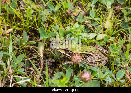 La grenouille verte (Pélophylax kl. Esculentus) s'enfuit dans les champs près du lac. Banque D'Images