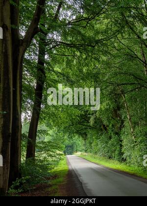 Bord de route de la forêt près d'Ankum, Artland, Osnabrücker Land, Basse-Saxe, Allemagne Banque D'Images