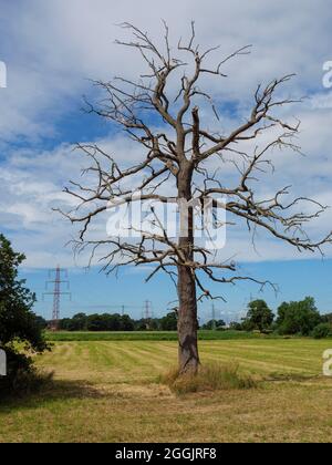 Arbre mort et lignes haute tension, Hasetal près de Natbergen, Osnabrück, Osnabrücker Land, Basse-Saxe, Allemagne Banque D'Images