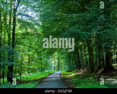 Forêt naturelle de Großer Freeden, Forêt de Teutoburg près de Hilter, Osnabrücker Land, Basse-Saxe, Allemagne Banque D'Images