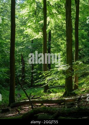 Forêt naturelle de Großer Freeden, Forêt de Teutoburg près de Hilter, Osnabrücker Land, Basse-Saxe, Allemagne Banque D'Images