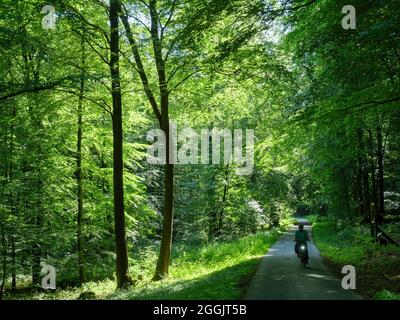 Forêt naturelle de Großer Freeden, Forêt de Teutoburg près de Hilter, Osnabrücker Land, Basse-Saxe, Allemagne Banque D'Images