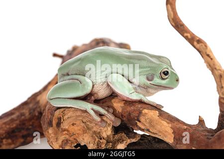 La grenouille d'arbre vert australien sur une branche isolée sur fond blanc avec un chemin d'écrêtage et une pleine profondeur de champ Banque D'Images