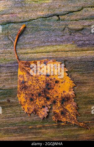 Feuille d'automne, fond en bois, abîmé, forêt encore en vie Banque D'Images