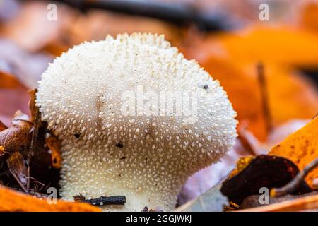 Dépoussiérage de bouteille, Lycoperdon perlatum Banque D'Images