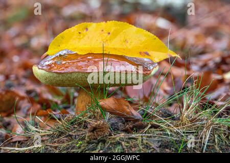 Bolet de châtaignier avec feuilles d'automne, forêt encore en vie, gros plan Banque D'Images