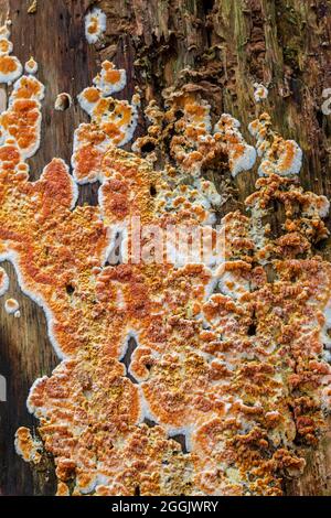 Image d'arrière-plan de la nature, tronc d'arbre surcultivé avec des champignons Banque D'Images