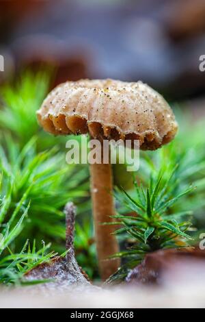 Le monde de l'discret, gros plan des champignons Banque D'Images