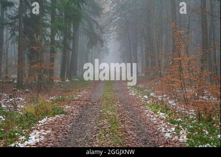 Sentier forestier, hiver, neige, Vielbrunn, Odenwald, Hesse, Allemagne Banque D'Images