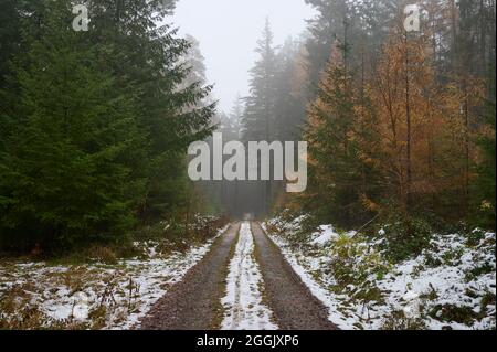 Sentier forestier, hiver, neige, Vielbrunn, Odenwald, Hesse, Allemagne Banque D'Images