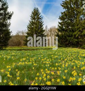 Prés de Daffodil Banque D'Images