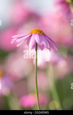 Marguerite rose Daisy (Argyranthemum frutescens), fond floral flou Banque D'Images