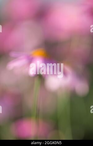 Marguerite rose floue (Argyranthemum frutescens) Banque D'Images