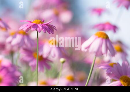 Marguerite rose Daisy (Argyranthemum frutescens), fond floral flou Banque D'Images