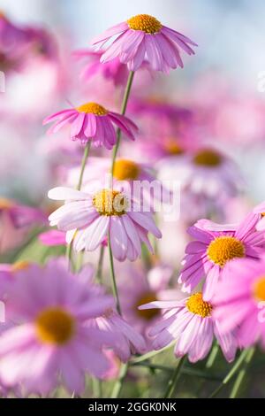 Marguerite rose Daisy (Argyranthemum frutescens), fond floral flou Banque D'Images