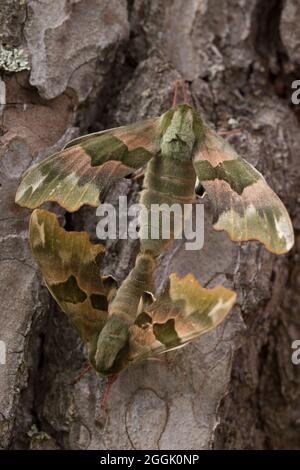 Gros plan de l'accouplement de la paire de Moth-buse de lime (Mimas tiliae), arrière-plan de l'écorce de pin sombre Banque D'Images