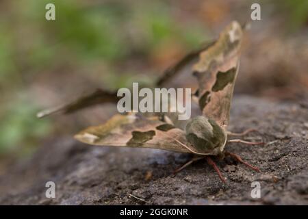 Couplage de paires de faucon-moth (Mimas tiliae), gros plan, arrière-plan de nature flou Banque D'Images